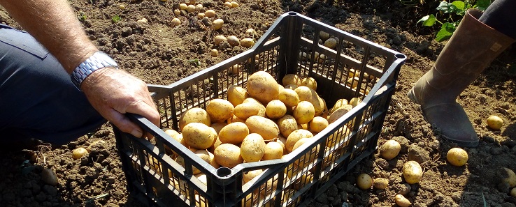 La Patata della Piana di Volturara